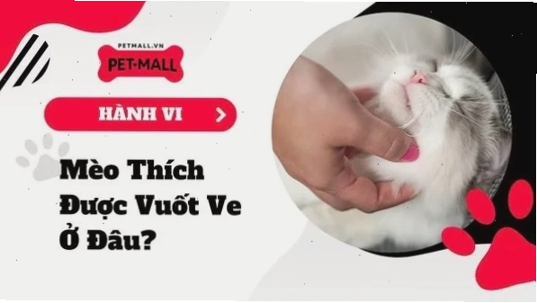 Cách vuốt ve và tương tác giúp mèo thư giãn khi ăn