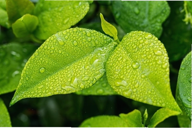 Cận cảnh chiếc lá màu xanh lá cây với vân lá rõ nét