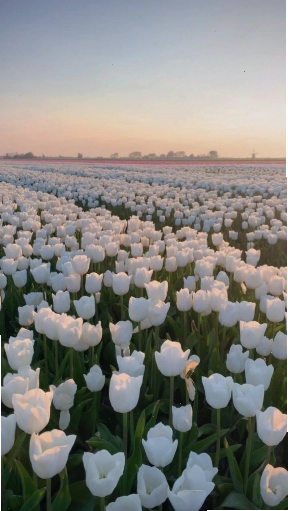 Cận cảnh những giọt sương đọng trên cánh hoa tulip trắng