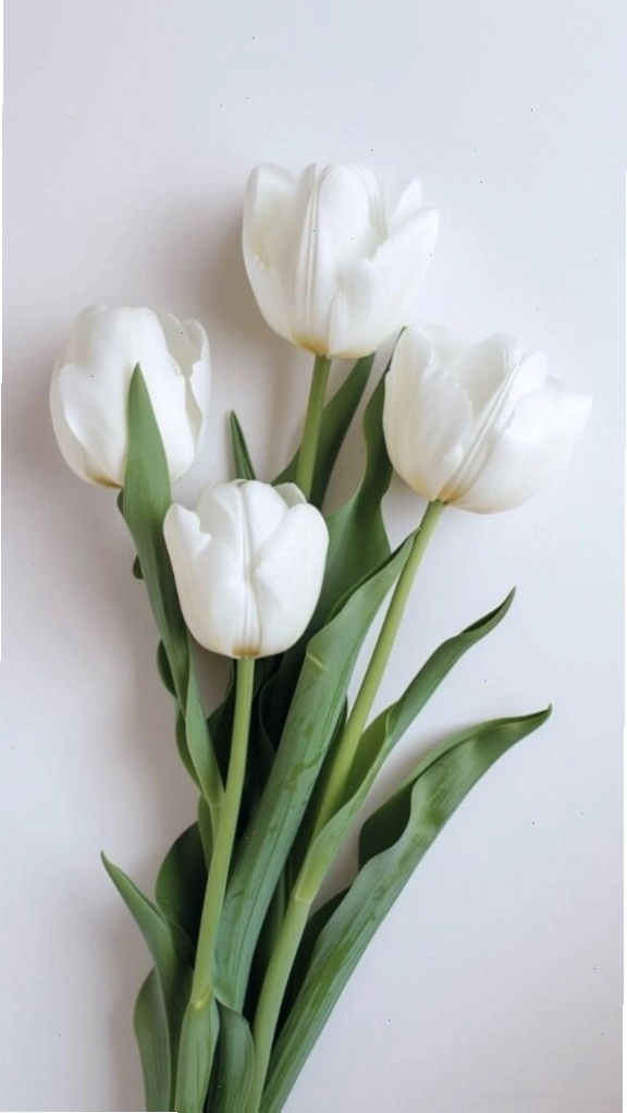 Cánh đồng hoa tulip rực rỡ sắc màu dưới ánh nắng vàng