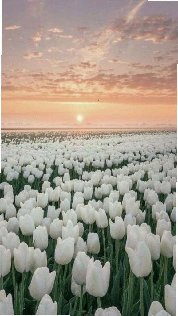 Cánh đồng hoa tulip tím trải dài, bao la