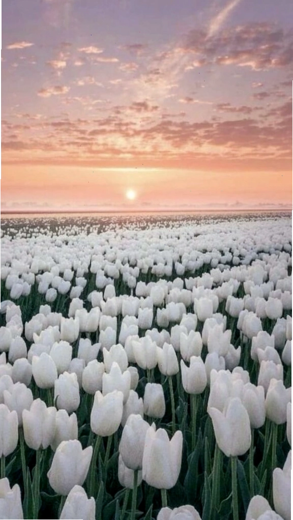 Cánh đồng hoa tulip xanh mướt dưới ánh nắng dịu nhẹ