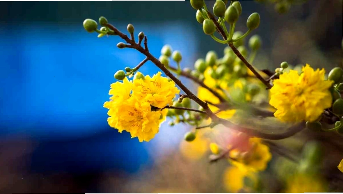 Cánh hoa mai vàng mỏng manh, tinh tế dưới ánh nắng sớm mai