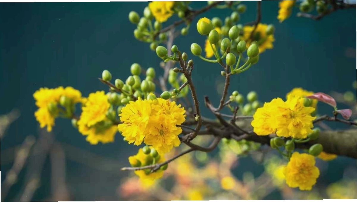 Cành hoa mai vàng với những nụ và bông hoa chúm chím