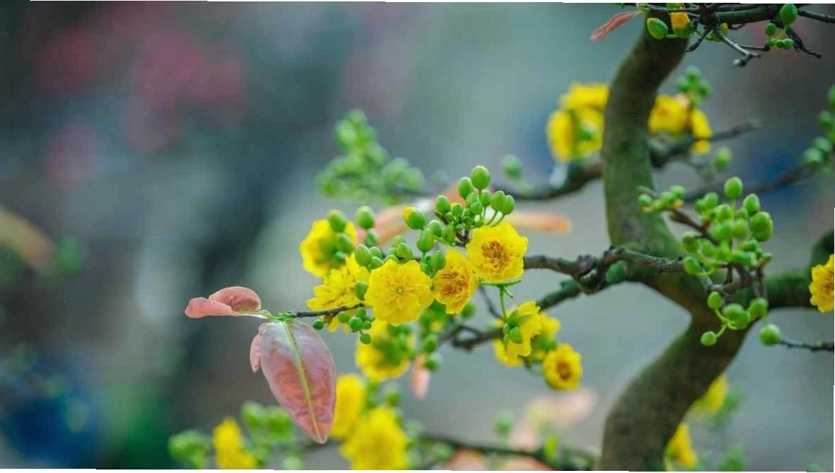 Cành mai vàng đung đưa trong gió, tạo cảm giác thanh thoát và nhẹ nhàng
