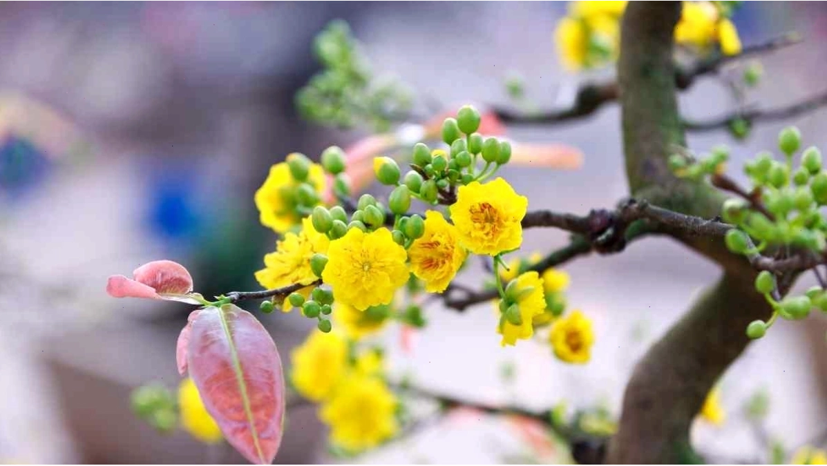 Cành mai vàng nở rộ với nhiều lớp cánh dày