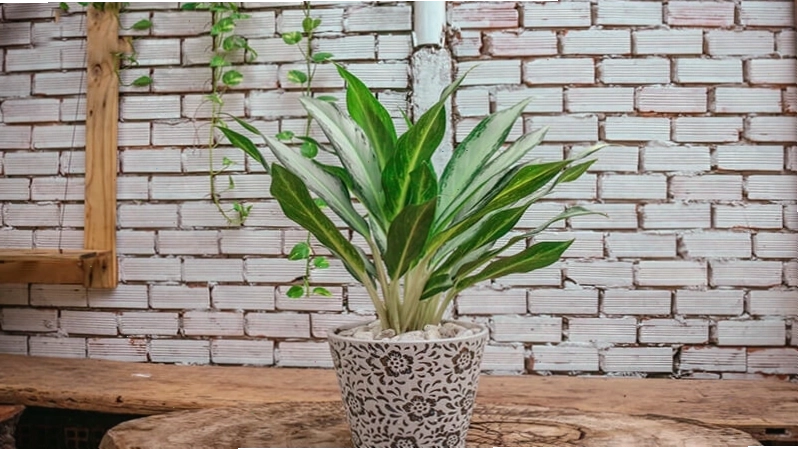 Cây bạch mã hoàng tử với vẻ ngoài thanh thoát, mang lại may mắn và sự nghiệp thăng tiến