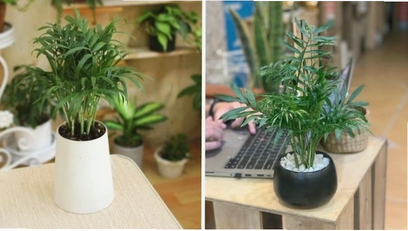 Cây cau tiểu trâm với dáng vẻ thanh mảnh, mang đến sinh khí và tài lộc