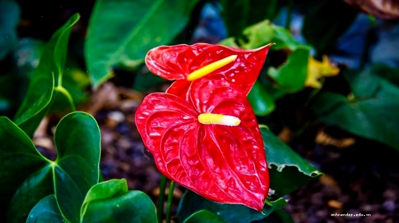 Cây hồng môn với hoa đỏ rực rỡ, biểu tượng của may mắn và tài lộc cho người mệnh Hỏa
