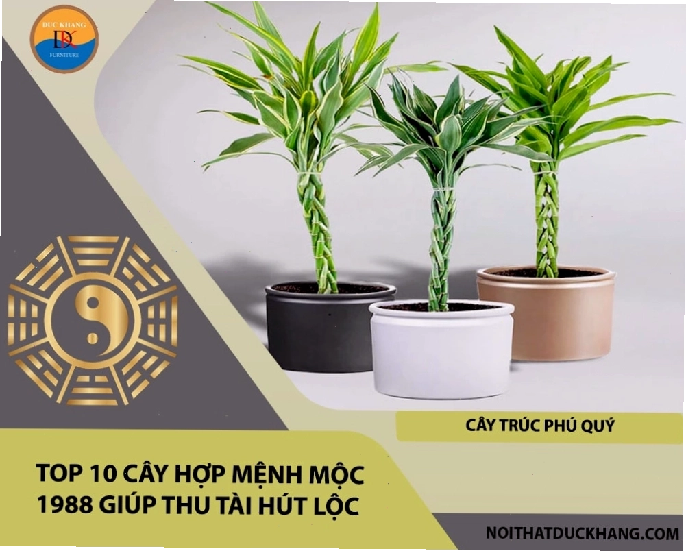 Cây hợp mệnh Mộc 1988 giúp thu hút tài lộc và may mắn