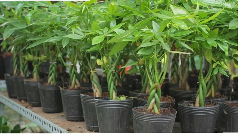 Cây kim ngân với thân cây tết độc đáo, mang lại may mắn về tài chính