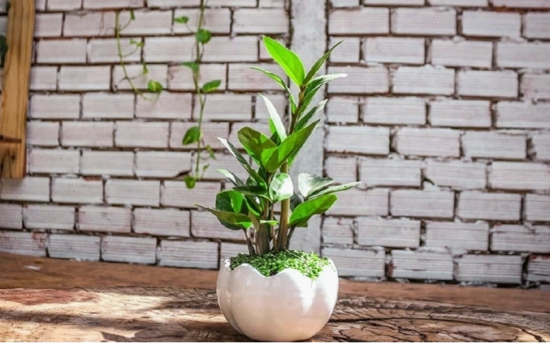 Cây kim tiền tượng trưng cho sự giàu có và may mắn, rất hợp với người mệnh Hỏa