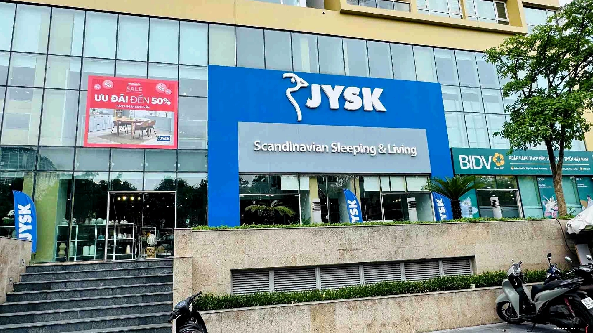 Cây kim tiền với lá xanh tốt biểu tượng tài lộc