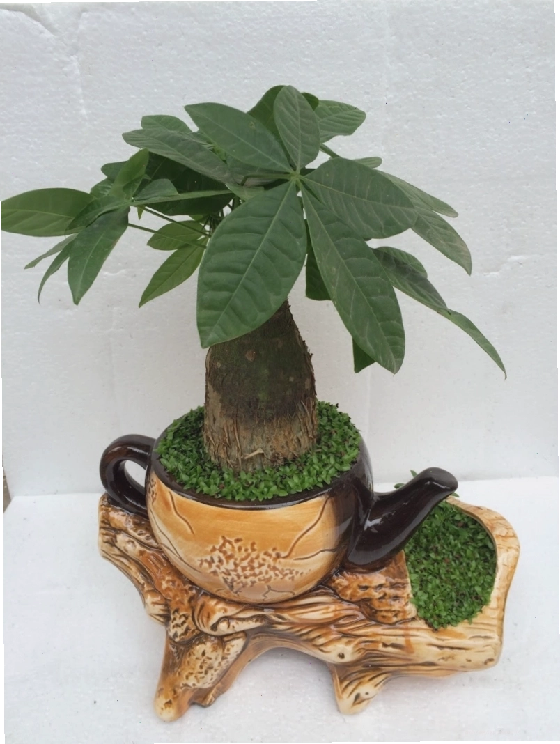 Cây Lan Ý với hoa trắng tinh khôi