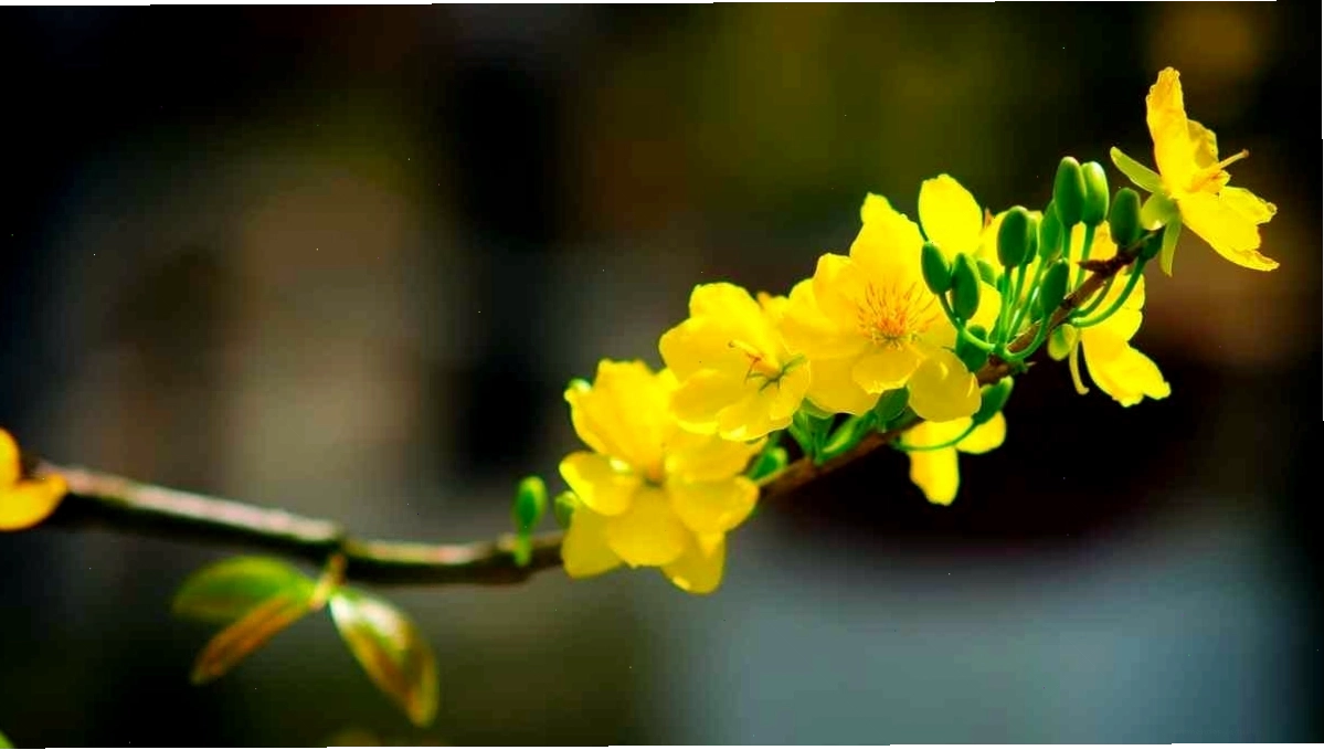 Cây mai vàng cổ thụ với dáng vẻ vững chãi, phủ đầy hoa vàng rực rỡ