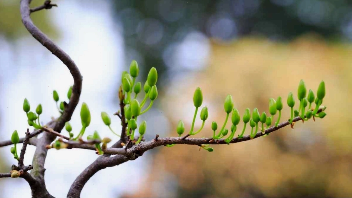 Cây mai vàng với dáng thế đẹp, được nghệ nhân chăm sóc tỉ mỉ