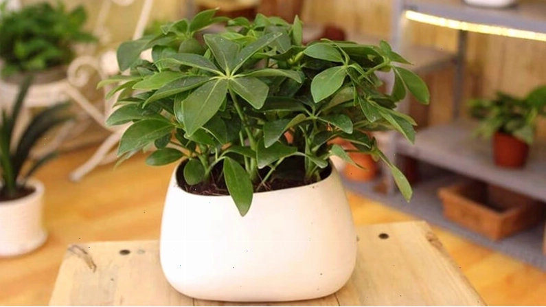 Cây ngũ gia bì xanh giúp thanh lọc không khí và mang lại may mắn cho người mệnh Hỏa