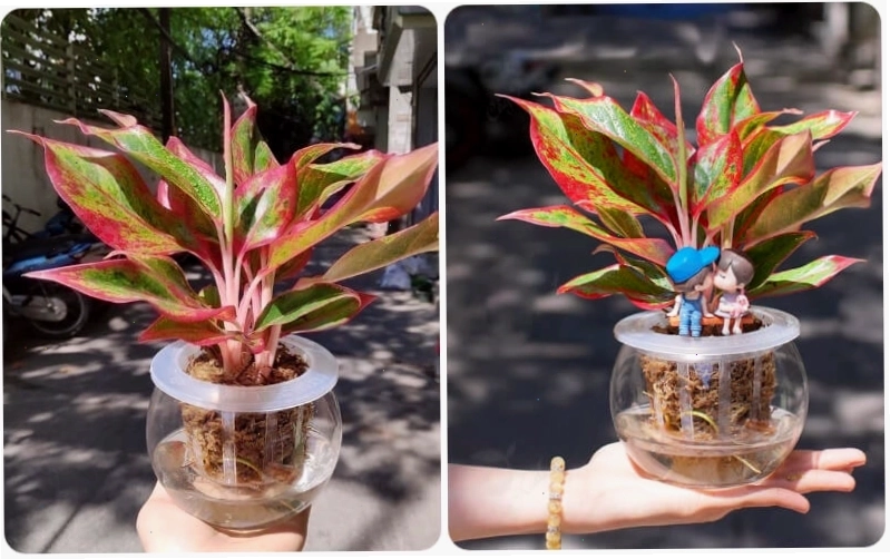 Cây phú quý với lá viền đỏ hồng, biểu tượng của sự giàu sang và may mắn