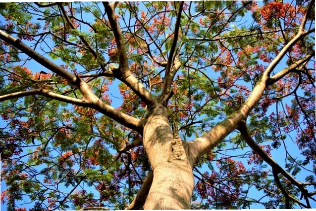 Cây phượng già tỏa bóng mát