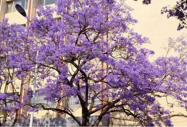 Cây phượng tím Jacaranda mimosifolia