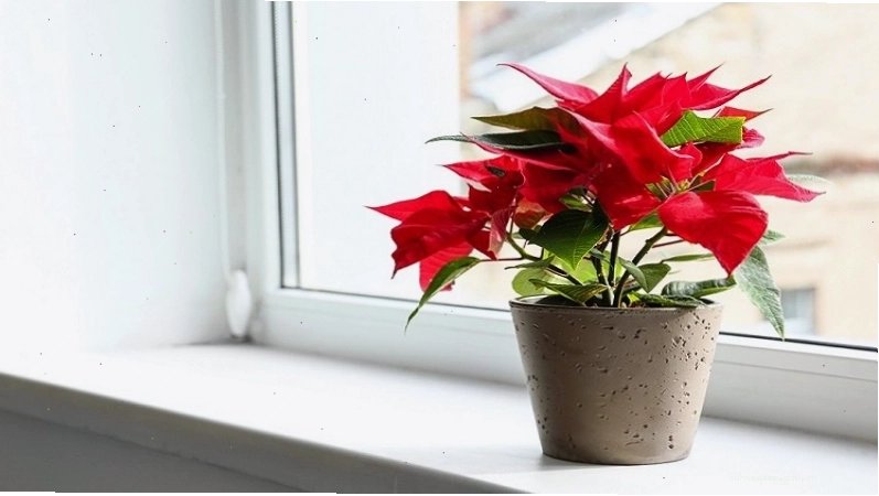 Cây trạng nguyên với lá đỏ rực, biểu tượng của thành công và may mắn