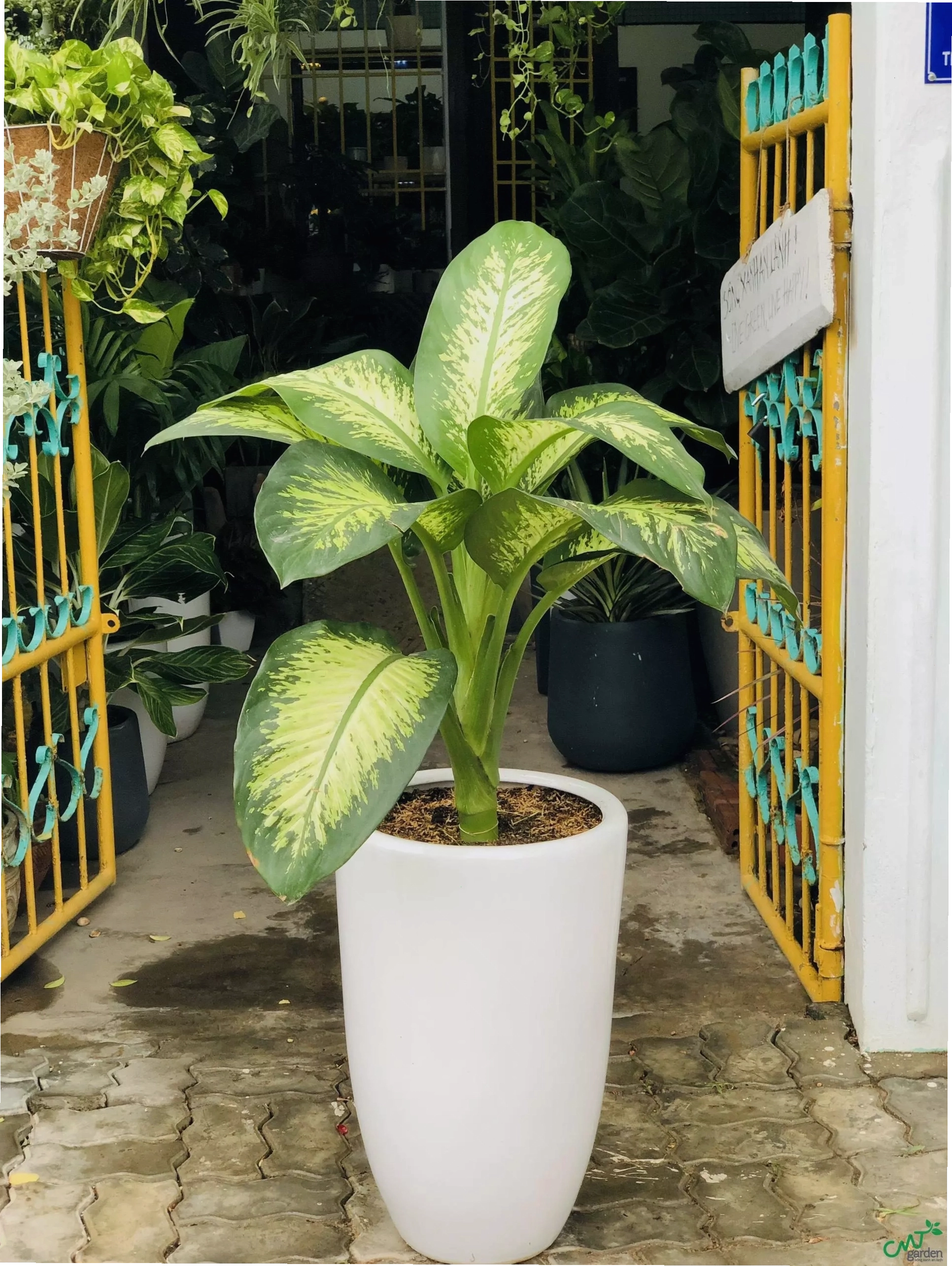 Cây Trầu bà là cây tốt nên trồng trước nhà