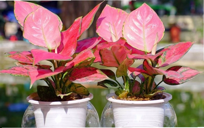 Cây vạn lộc với hoa đỏ rực rỡ, mang đến ý nghĩa sung túc và thịnh vượng