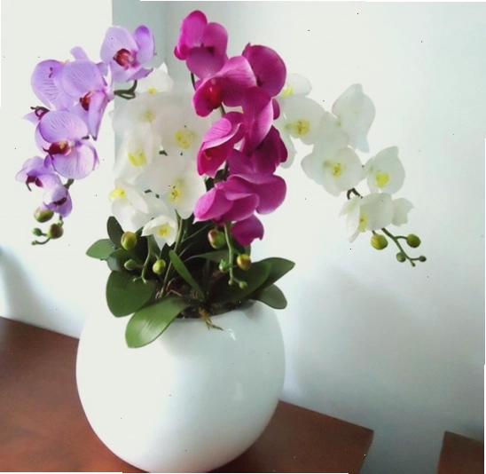 Chậu hoa lan hồ điệp trắng sang trọng với nhiều cánh hoa nở rộ