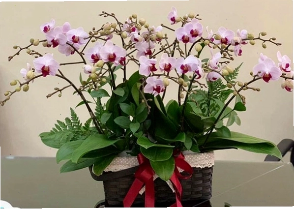 Chậu lan hồ điệp mini màu tím nhạt, mang ý nghĩa khát vọng