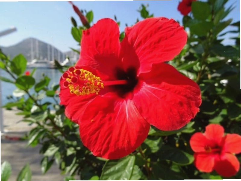 Chọn màu hoa râm bụt hợp mệnh để tăng cường vượng khí