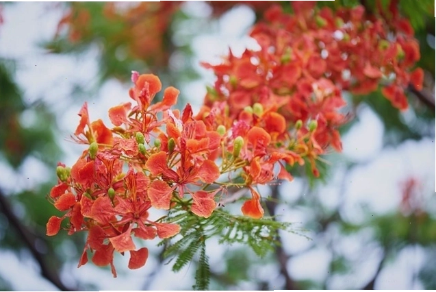 Chùm hoa phượng đỏ tuyệt đẹp