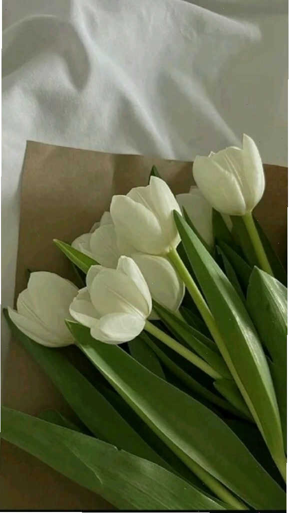 Chùm hoa tulip tím với những giọt sương mai lấp lánh