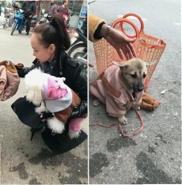 Cộng đồng yêu thương thú cưng không phân biệt giống loài