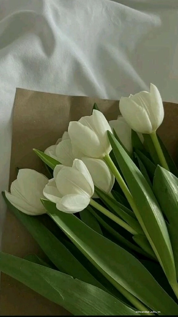 Gần cảnh bông hoa tulip trắng với những đường nét sắc sảo