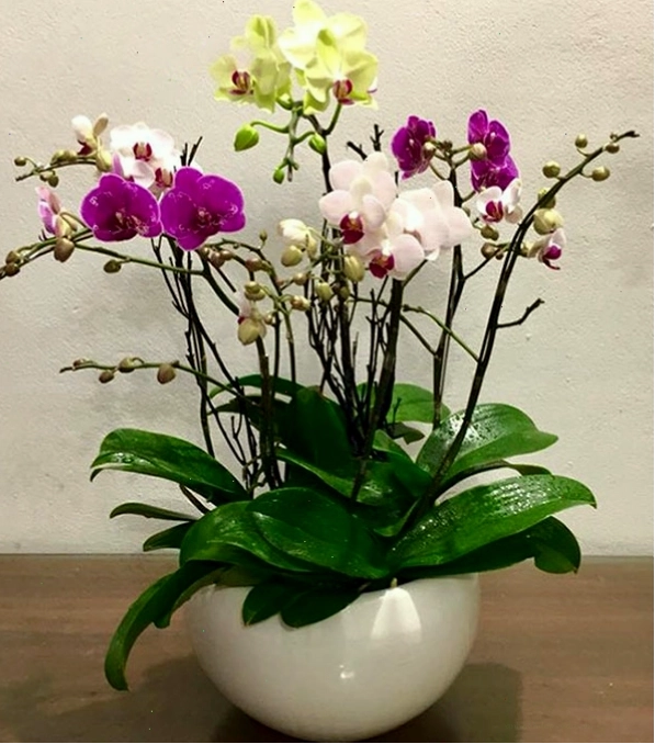 Hình ảnh chậu lan hồ điệp mini đẹp nhất với nhiều màu sắc