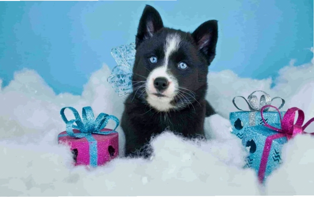 Hình ảnh chó Husky con với đôi mắt xanh biếc