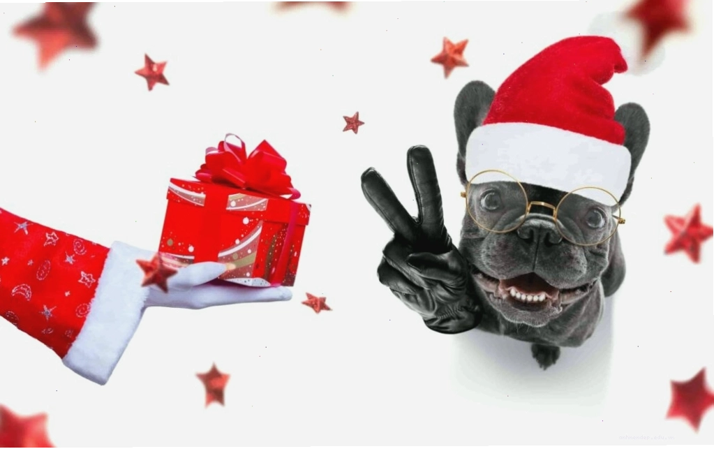 Hình ảnh con chó hài hước với biểu cảm khó đỡ