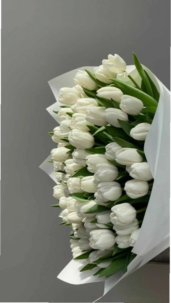 Hình ảnh một bó hoa tulip trắng được bó gọn gàng