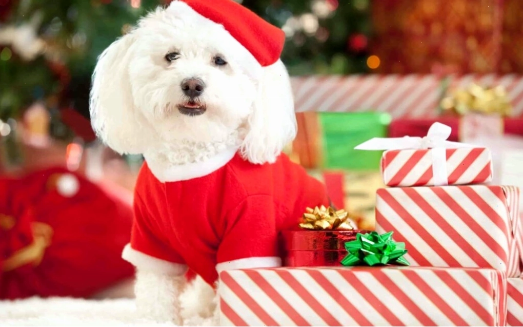 Hình con chó dễ thương với đôi mắt to tròn
