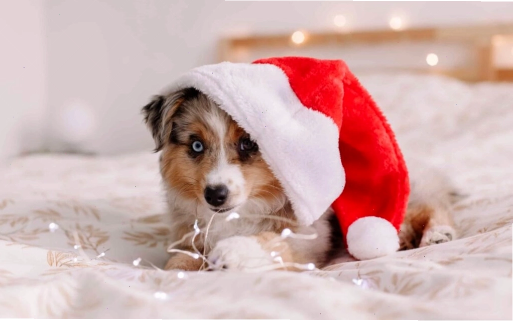 Hình nền chó con đang ngủ say sưa