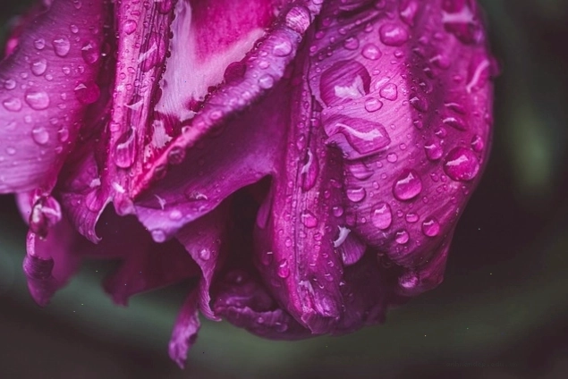 Hình nền điện thoại với hoa tulip màu tím dễ thương