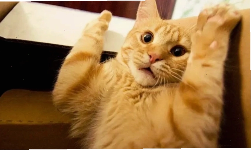 Hình nền điện thoại với meme biểu cảm vô tri, ngơ ngác
