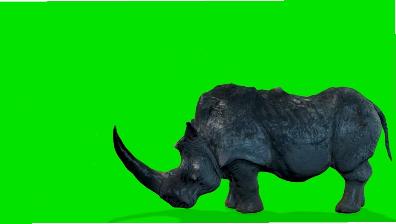Hình nền động 3D hoạt hình với hình ảnh tê giác trên màn hình xanh