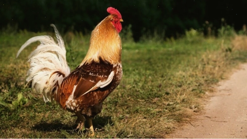 Hình nền gà trống đuôi trắng bên lề đường