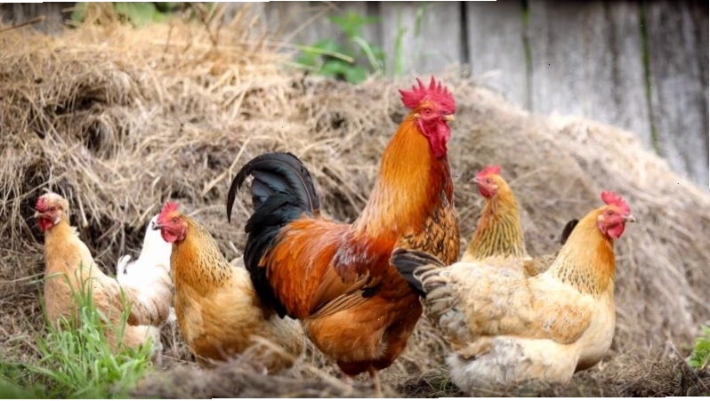 Hình nền gà trống và đàn gà mái đang đi cùng nhau