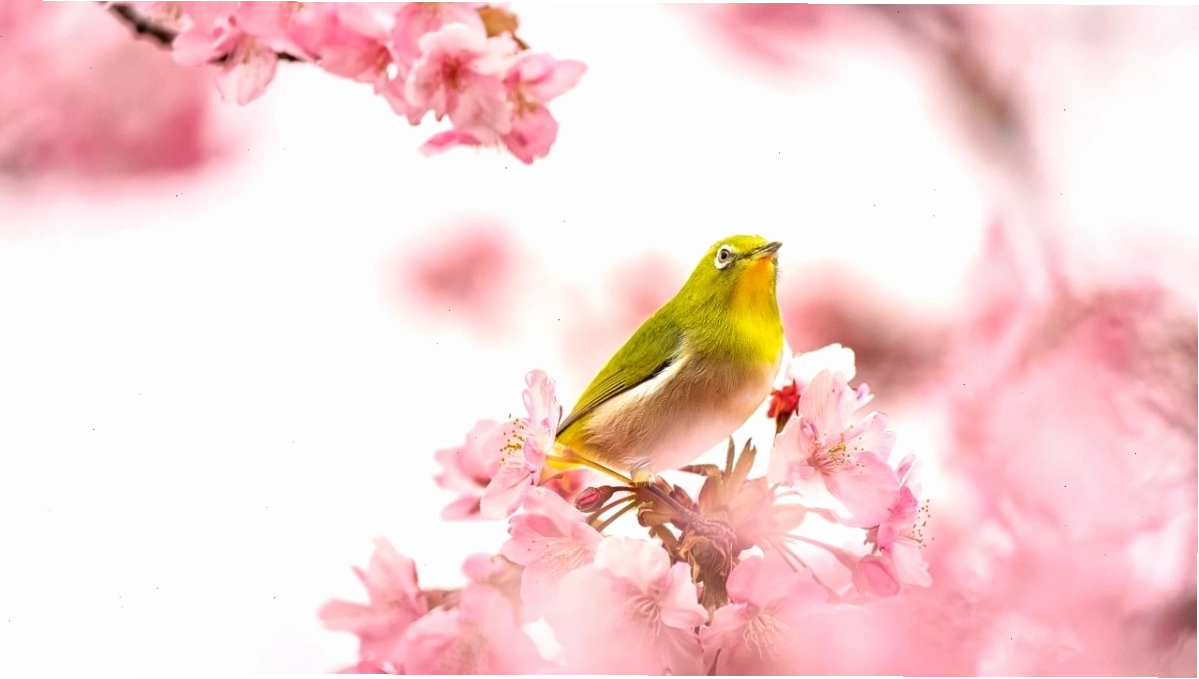 Hình nền hoa anh đào đơn giản trên nền tối
