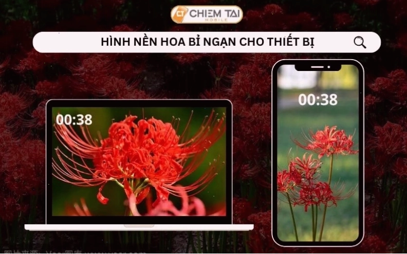 Hình nền hoa bỉ ngạn cho máy tính và điện thoại