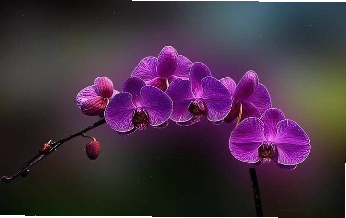 Hình nền hoa lan với ánh sáng vàng dịu nhẹ chiếu vào cánh hoa
