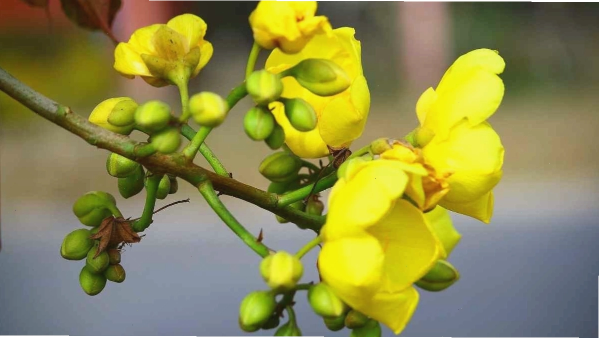 Hình nền hoa mai vàng rực rỡ với nhiều cánh nở bung