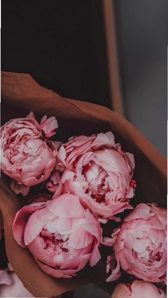 Hình nền hoa mẫu đơn hồng màu vintage gợi nhớ hoài niệm